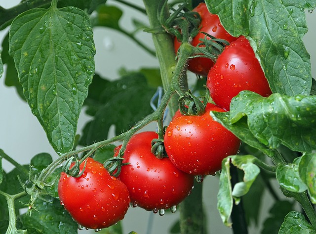 The Nutritional Benefits of Tomatoes